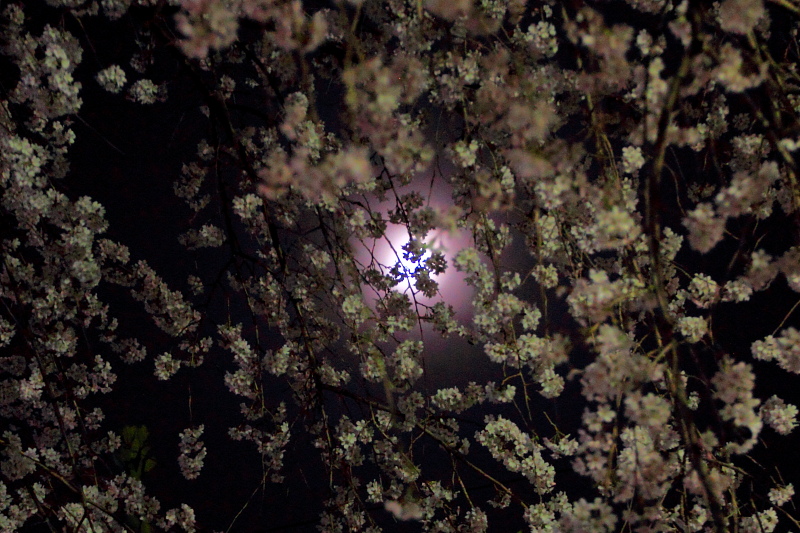 月影の桜