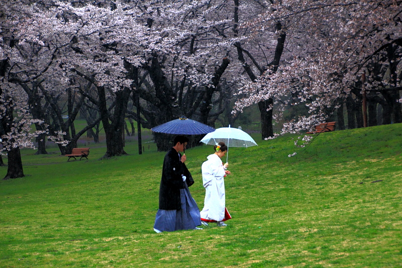 雨も桜も祝福の日