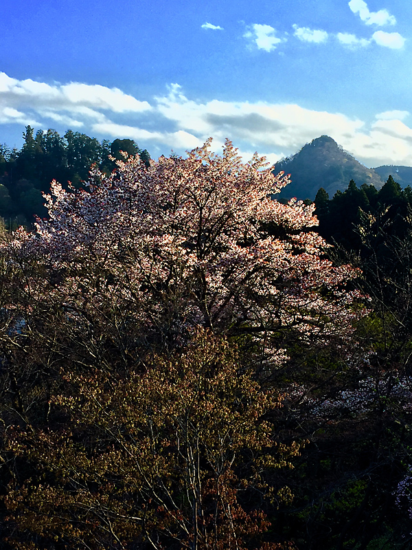 御岳山の山桜