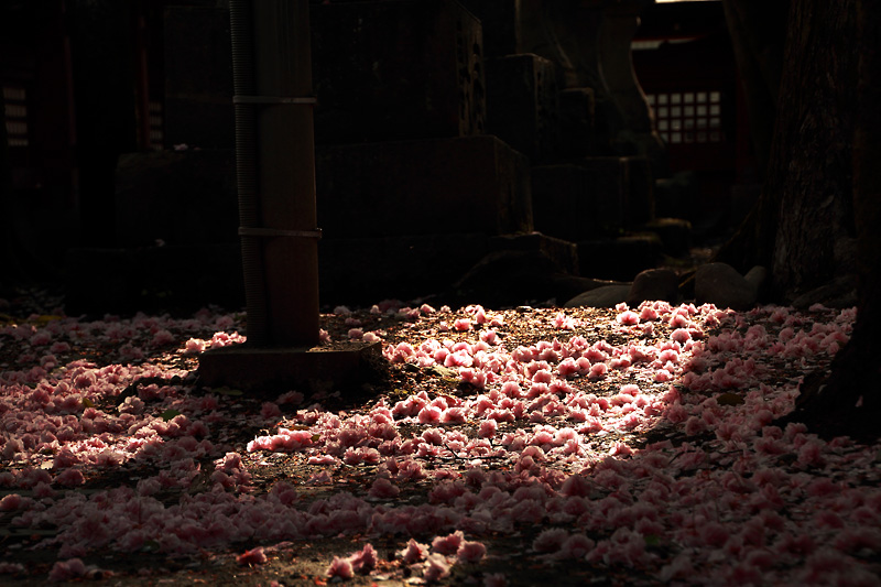 散桜の絨毯
