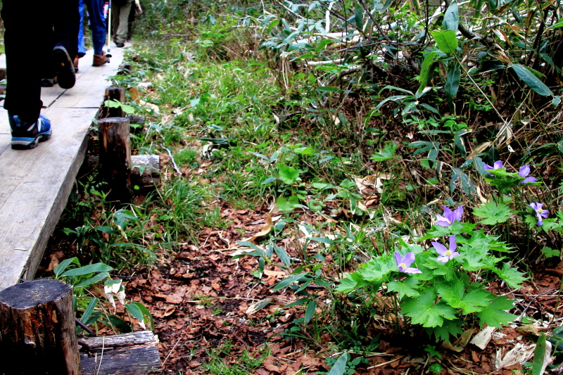 シラネアオイの咲く木道