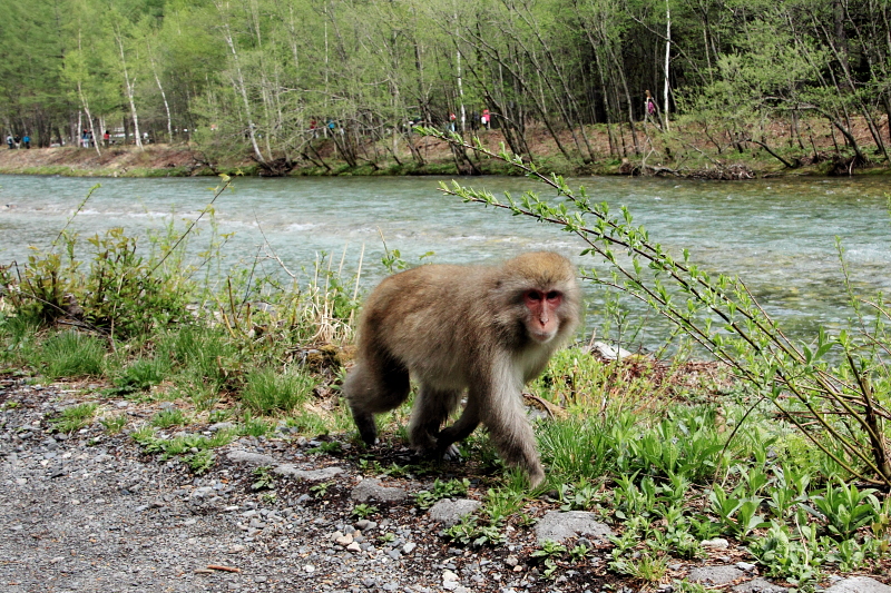 梓川で遭遇した猿