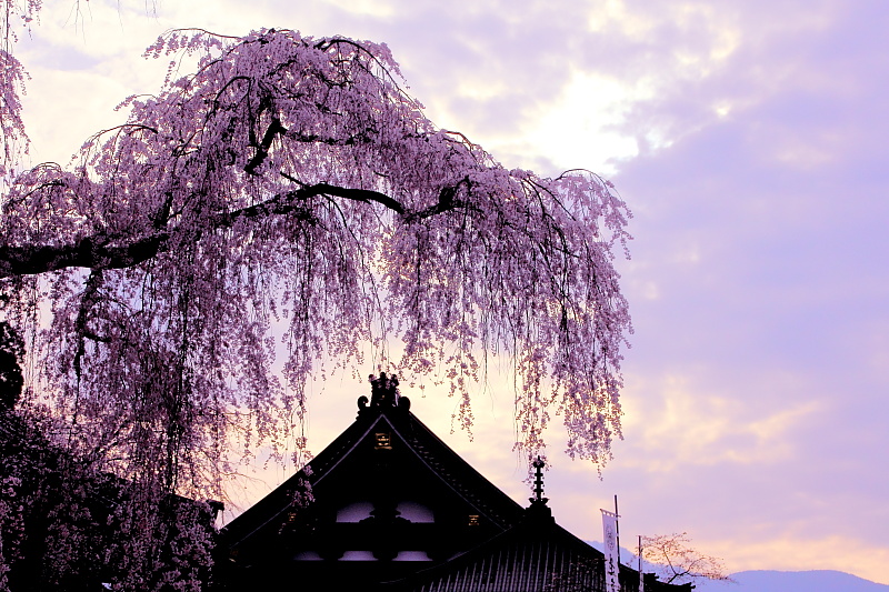 朝焼けの枝垂桜