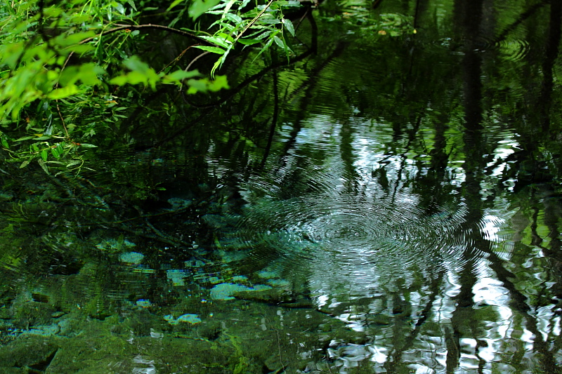 古池の湧水