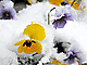 ��ƃr�I��
